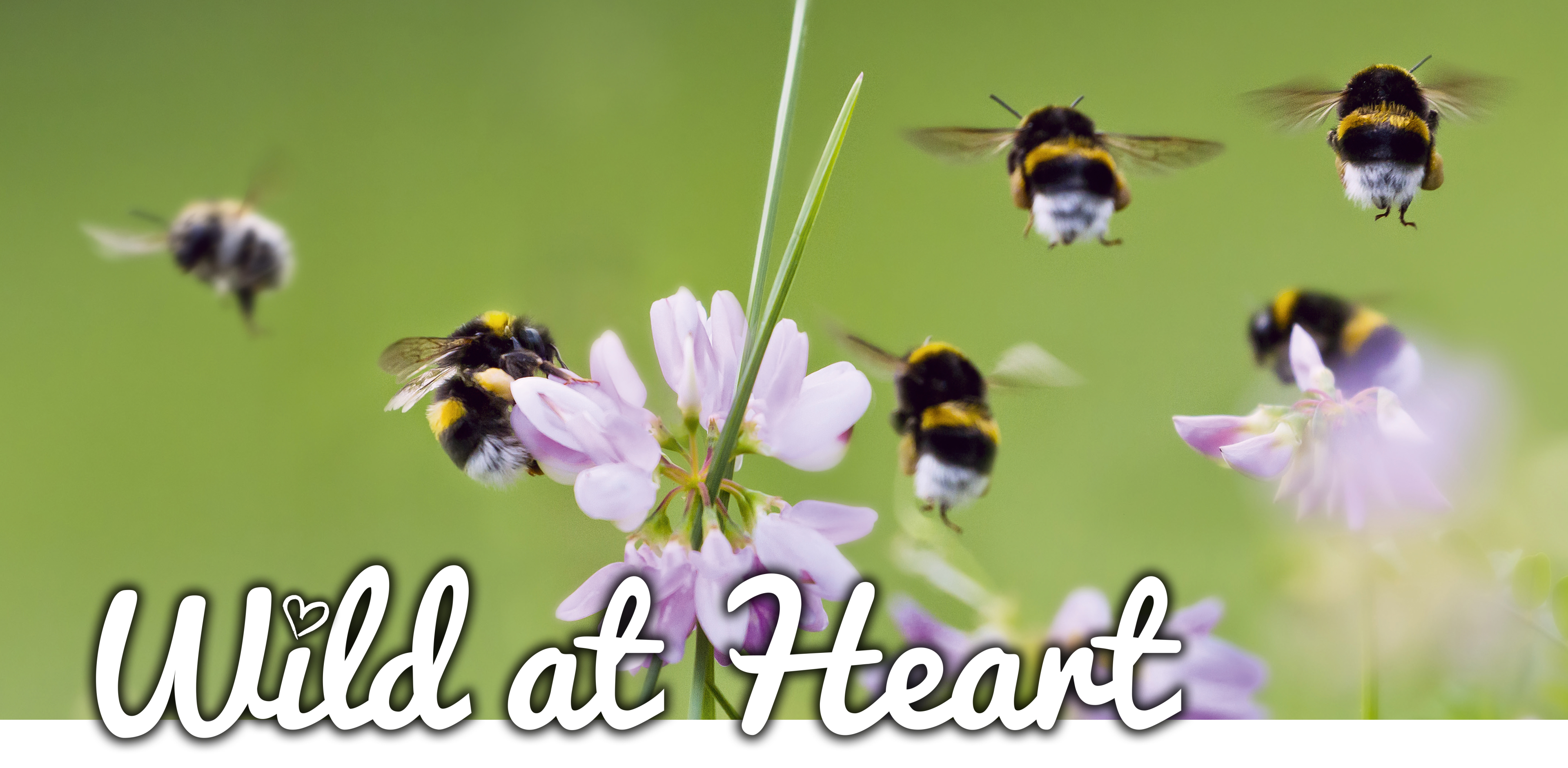 wild at heart met foto