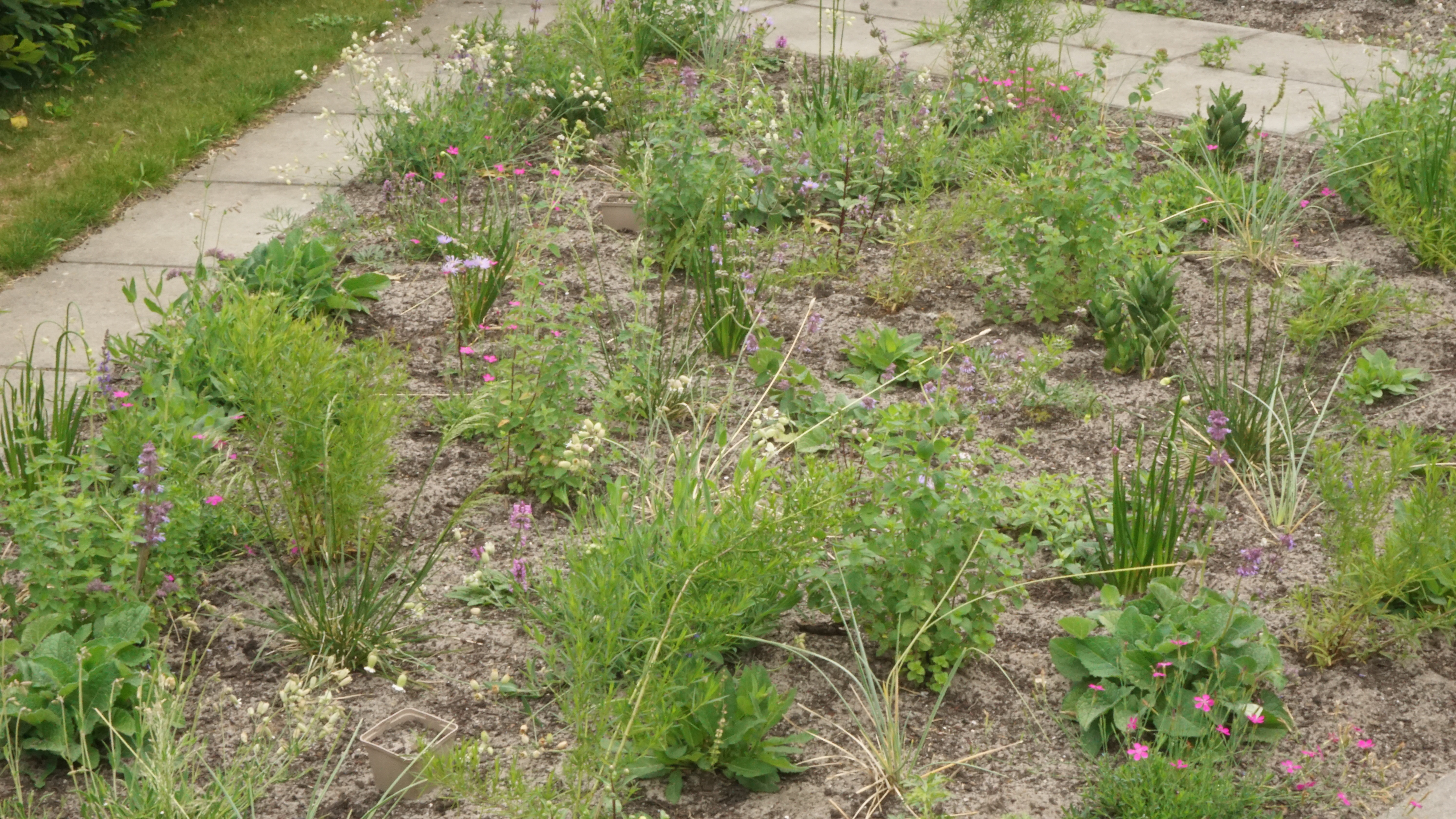 Lageschaar Vaste planten