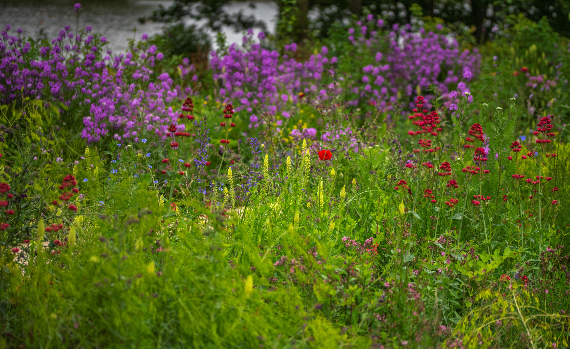 Lageschaar Vaste planten