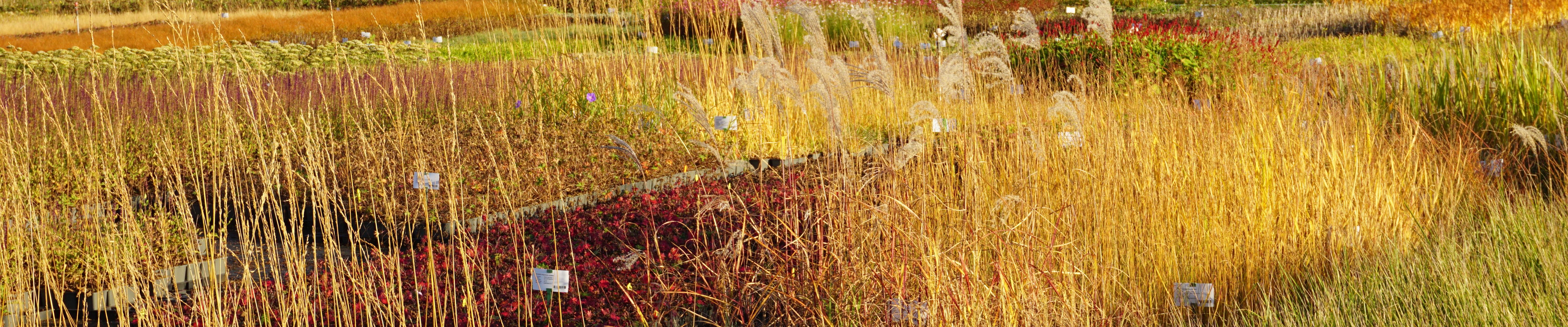 Lageschaar Vaste planten