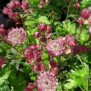 Astrantia maj. 'Rubra'
