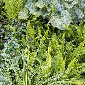 Chachacha Fleur Dansante