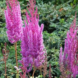 Astilbe c. 'Purpurlanze'