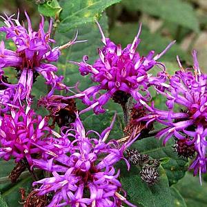 Vernonia baldwinii