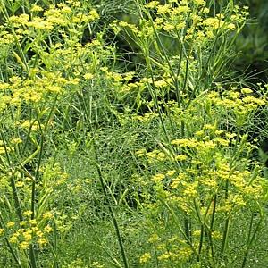 Foeniculum vulgare