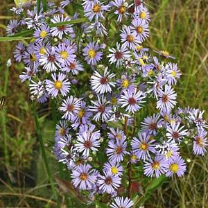 Aster puniceus