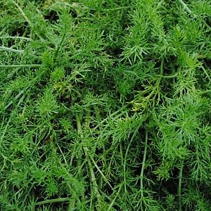 Chamaemelum nobile 'Treneague'