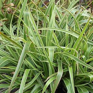 Luzula sylvatica 'Marginata'