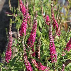 Veronica spicata 'Rotfuchs'