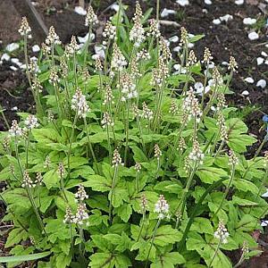 Tiarella 'Tiger Stripe'