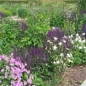 Amber Prairie Garden