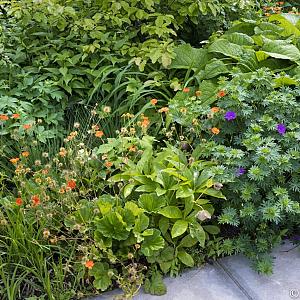 Lambada Fleur Dansante