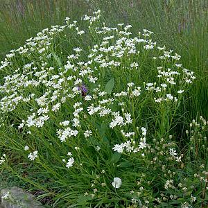 Aster ptarmicoides