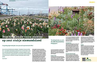 Bloembollen en vaste planten op zout stukje niemandsland