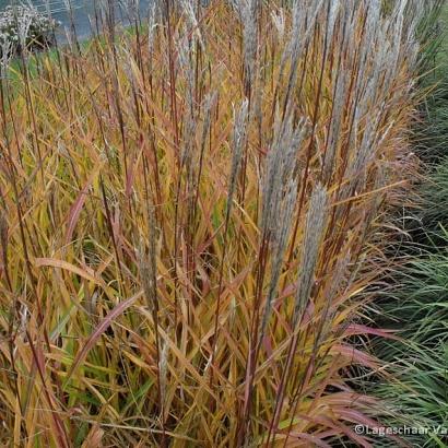 Miscanthus sin. 'Kleine Fontäne'