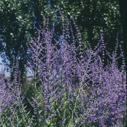 Perovskia 'Blue Spire'