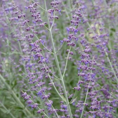 Perovskia 'Blue Spire'