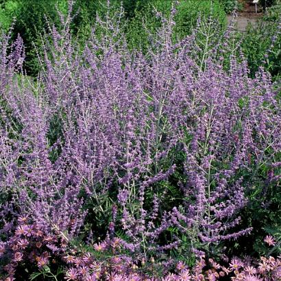 Perovskia 'Blue Spire'