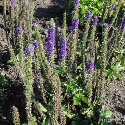 Veronica spic. 'Ulster Dwarf Blue'