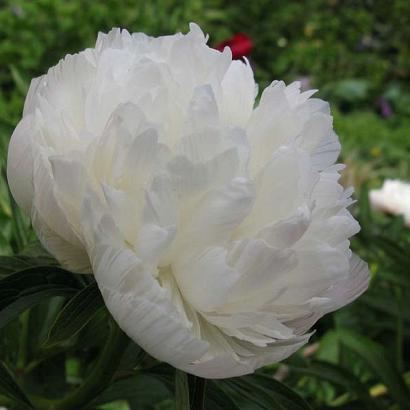 Paeonia off. 'Alba Plena'