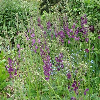 Verbascum phoeniceum