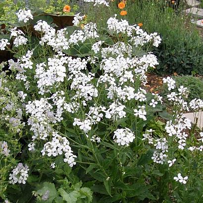 Hesperis matr. 'Alba'
