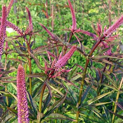 Veronicastrum virg. 'Red Arrows'