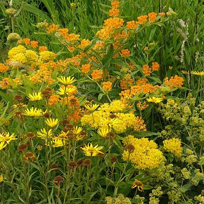Zircon Prairie Garden