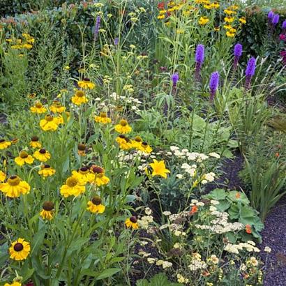 Zircon Prairie Garden