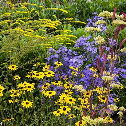 Zircon Prairie Garden