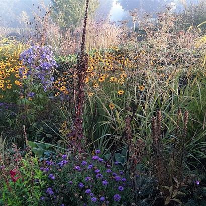 Zircon Prairie Garden