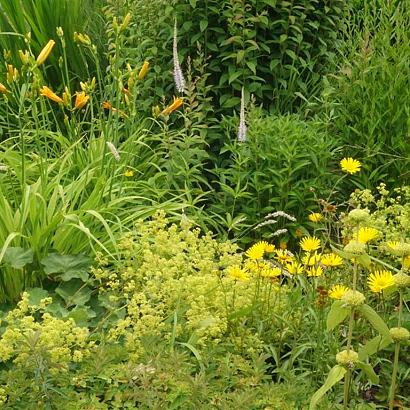Zircon Prairie Garden