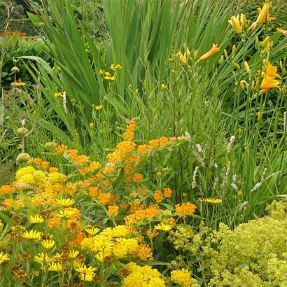 Zircon Prairie Garden