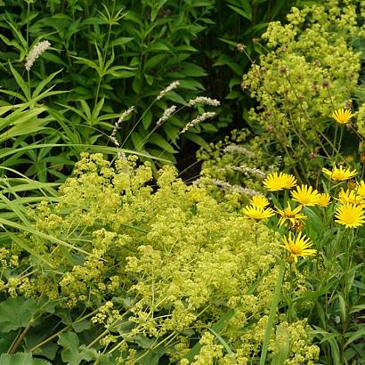 Zircon Prairie Garden