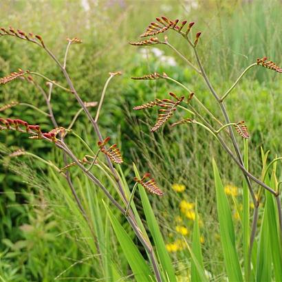 Zircon Prairie Garden