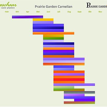 Carnelian Prairie Garden