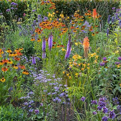 Carnelian Prairie Garden
