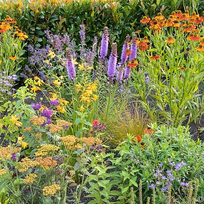Carnelian Prairie Garden