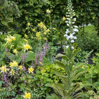 Mambo Fleur Dansante