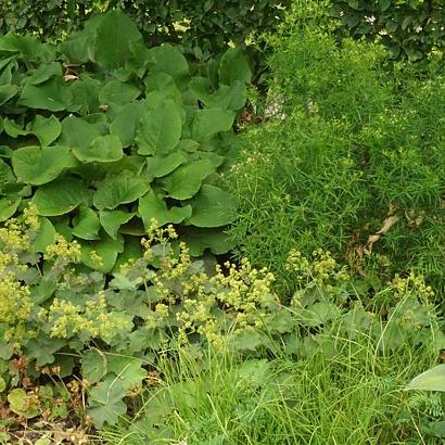 Mambo Fleur Dansante