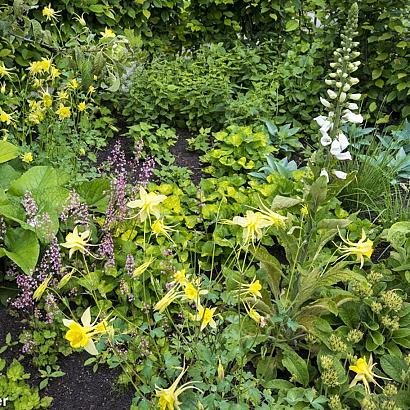 Mambo Fleur Dansante