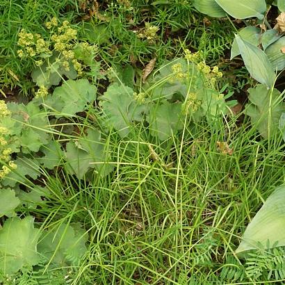 Mambo Fleur Dansante