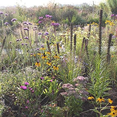Platinum Prairie Garden