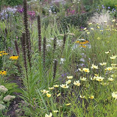 Platinum Prairie Garden