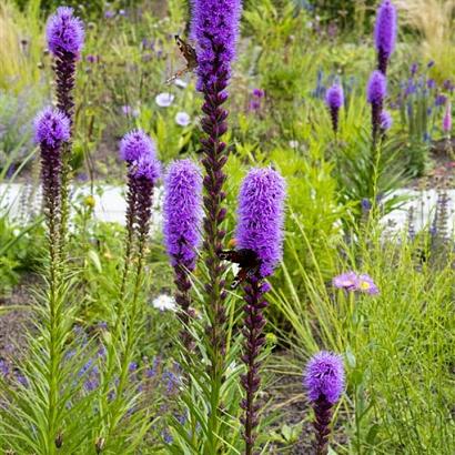 Platinum Prairie Garden