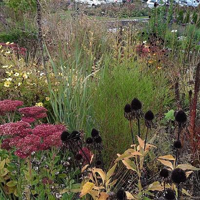 Platinum Prairie Garden