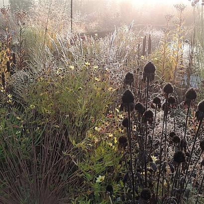 Platinum Prairie Garden