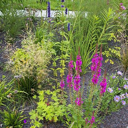 Rhodonite Prairie Garden