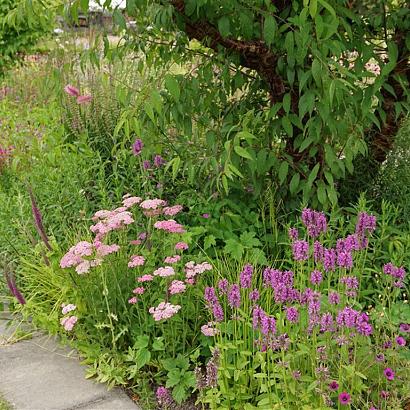 Rhodonite Prairie Garden