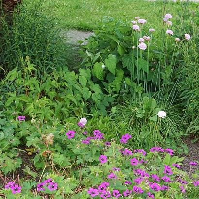 Rhodonite Prairie Garden